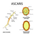 Ascaris the structure of an adult. Fertilized and unfertilized egg. The structure of the egg ascarids. Set. Infographics. Vector