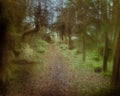 Ascending The Forrest Path Impressionist photograph