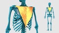 Ascending part of trapezius on a white background - 3D model