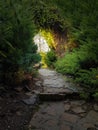 Ascending path through the vegetation towards the light