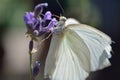 Ascia limona white butterfly Royalty Free Stock Photo