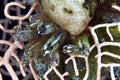 Ascidian cluster in a sea fan.