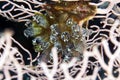 Ascidian cluster in a sea fan.