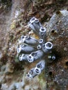 Ascidian Colony Royalty Free Stock Photo