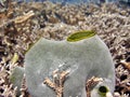 Ascidian underwater