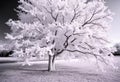 ASCII Infrared Photography Capture an infrared photograph of a t