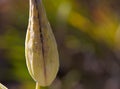 Asclepias plant. Invasive milkweeds dry fruits. Uterus concept