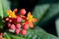 Asclepias curassavica. Royalty Free Stock Photo