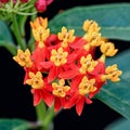 Asclepias Curassavica flower Royalty Free Stock Photo