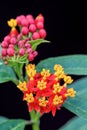 Asclepias Curassavica flower Royalty Free Stock Photo