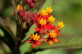 Asclepias curassavica flower Royalty Free Stock Photo