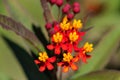 Asclepias curassavica flower Royalty Free Stock Photo