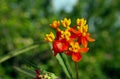 Asclepias curassavica, Mexican Butterfly weed Royalty Free Stock Photo