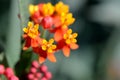 Asclepias curassavica. (Red Butterfly) Royalty Free Stock Photo