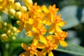 Asclepias curassavica. (Silky Gold) Royalty Free Stock Photo