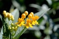 Asclepias curassavica. (Silky Gold) Royalty Free Stock Photo