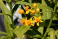 Asclepias curassavica `Silky Gold`, Golden Butterflyweed Royalty Free Stock Photo