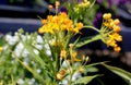 Asclepias curassavica `Silky Gold`, Golden Butterflyweed Royalty Free Stock Photo