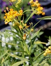 Asclepias curassavica `Silky Gold`, Golden Butterflyweed Royalty Free Stock Photo