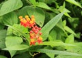 Asclepias Curassavica Royalty Free Stock Photo