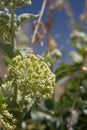 ASCLEPIAS EROSA - TWENTYNINE PALMS - 050120 D Royalty Free Stock Photo