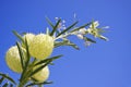 Asclepias fruticosa and clear blue sky Royalty Free Stock Photo