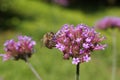 Asclepias, genus of herbaceous, perennial, flowering plants known as milkweeds. Royalty Free Stock Photo