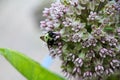 Marvelous Milkweed Blossom with Polinator Asclepias Royalty Free Stock Photo