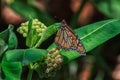 Monarch Butterfly laying an egg on a common milkweed plant. Royalty Free Stock Photo