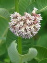 Common Milkweed Flowers, Milkweed in Bloom Royalty Free Stock Photo