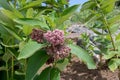 Asclepias syriaca or common milkweed plant with flowers Royalty Free Stock Photo