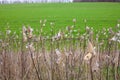 Asclepias syriaca, commonly called common milkweed Royalty Free Stock Photo