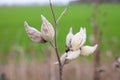 Asclepias syriaca, commonly called common milkweed Royalty Free Stock Photo