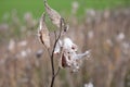 Asclepias syriaca, commonly called common milkweed Royalty Free Stock Photo