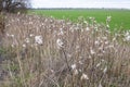 Asclepias syriaca, commonly called common milkweed Royalty Free Stock Photo