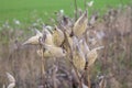 Asclepias syriaca, commonly called common milkweed Royalty Free Stock Photo