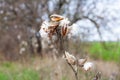 Asclepias syriaca, commonly called common milkweed Royalty Free Stock Photo