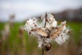 Asclepias syriaca, commonly called common milkweed Royalty Free Stock Photo