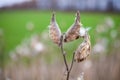 Asclepias syriaca, commonly called common milkweed Royalty Free Stock Photo