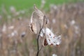 Asclepias syriaca, commonly called common milkweed Royalty Free Stock Photo