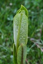 Rain Droplets on Common Milkweed Sprout, Asclepias syriaca