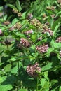 Asclepias syriaca Flower, also called Milkweed