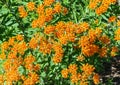 Asclepias tuberosa bright orange bushy