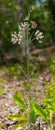 Asclepias verticillata, the whorled, eastern or horsetail milkweed. Very inconspicuous weedy with thin leaves. Larval host plant