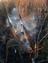 A Asclepius Curassavica Plant Seedpod with Seeds during Sunset in the Fall. Royalty Free Stock Photo