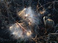 A Asclepius Curassavica Plant Seedpod with Seeds during Sunset in the Fall. Royalty Free Stock Photo