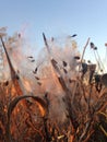 A Asclepius Curassavica Plant Seedpod with Seeds during Sunset in the Fall. Royalty Free Stock Photo