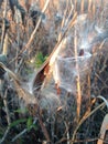 A Asclepius Curassavica Plant Seedpod with Seeds during Sunset in the Fall. Royalty Free Stock Photo