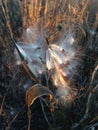 A Asclepius Curassavica Plant Seedpod with Seeds during Sunset in the Fall. Royalty Free Stock Photo