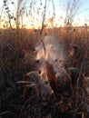 A Asclepius Curassavica Plant Seedpod with Seeds during Sunset in the Fall. Royalty Free Stock Photo